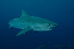 Shark Diving Photos ©