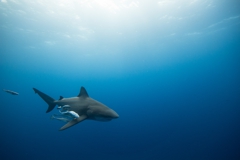 Shark Diving Photos ©