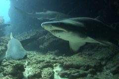 Shark Diving South Africa ©